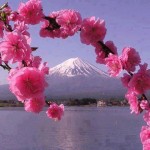 CHERRYBLOSSOMSJAPAN