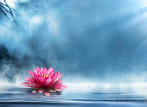 Lotus In Water