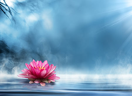 Lotus In Water